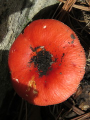 Russula mexicana