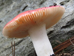 Russula mexicana