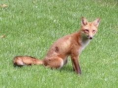 Vulpes vulpes