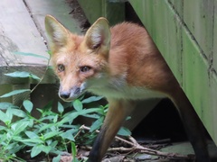 Vulpes vulpes