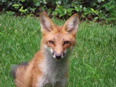 Vulpes vulpes
