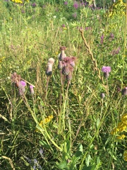 Cirsium arvense