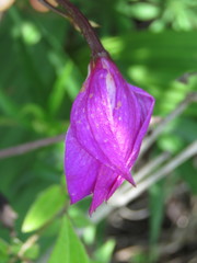 Bletia macristhmochila