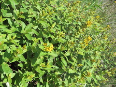 Aspicarpa hirtella