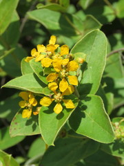 Aspicarpa hirtella