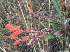 Castilleja subinclusa
