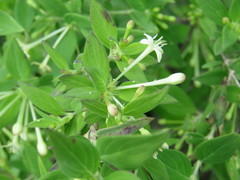 Bouvardia multiflora