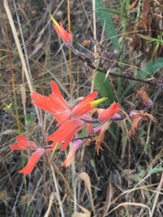 Castilleja subinclusa