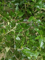 Quercus castaneifolia