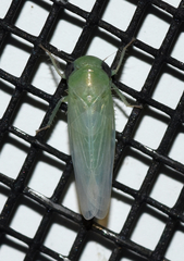 Chlorotettix viridius