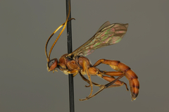 Rubicundiella