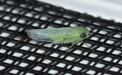 Chlorotettix viridius