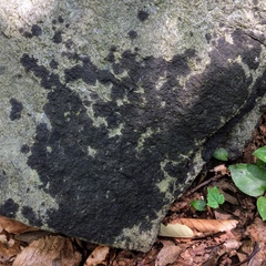Lichenothelia