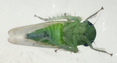 Chlorotettix viridius