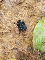 Geotrupes splendidus