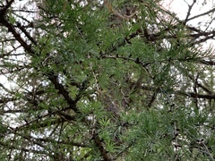 Larix sibirica