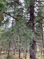 Larix sibirica