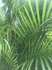 Image of Dypsis lutescens