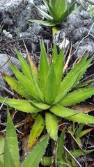 Agave convallis