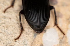 Harpalus calceatus
