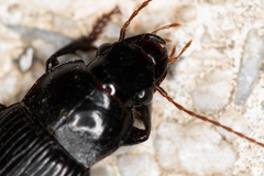 Harpalus calceatus
