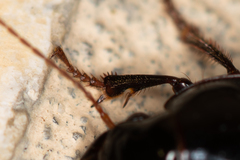 Harpalus calceatus