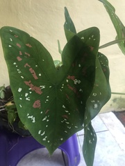 Caladium bicolor