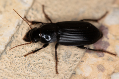 Harpalus calceatus