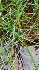 Brachydiplax sobrina