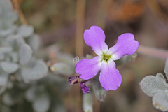 Matthiola sinuata