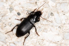 Harpalus calceatus