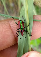 Pilolabus viridans