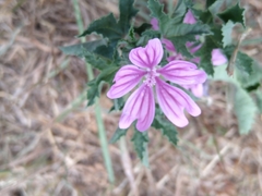 Malva sylvestris