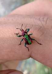 Pilolabus viridans