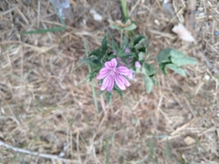 Malva sylvestris