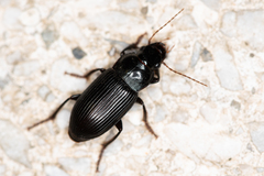 Harpalus calceatus