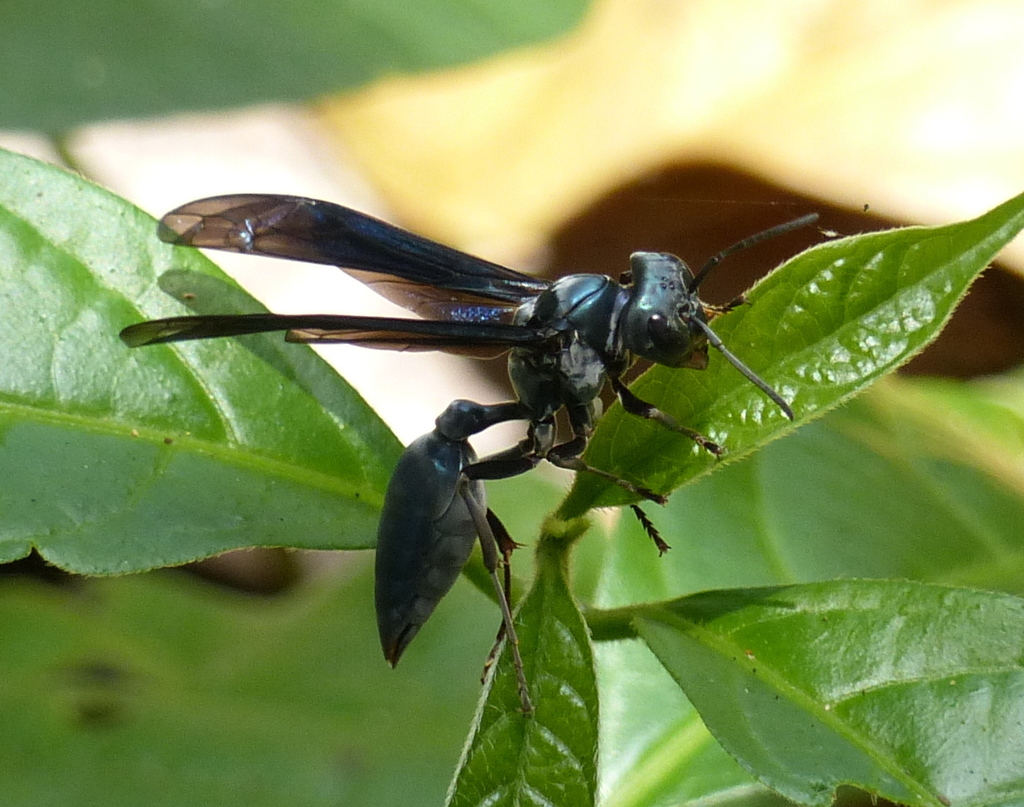 Synoeca ilheensis