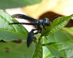 Synoeca ilheensis