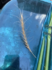 Elymus interruptus
