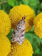 Eudonia truncicolella