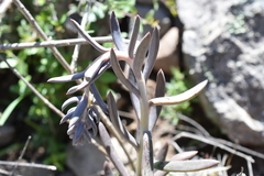 Echeveria bifida