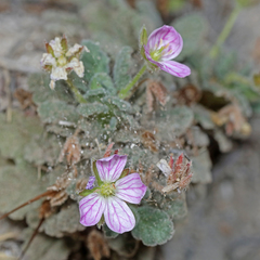 Erodium corsicum