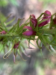 Lobelia × speciosa