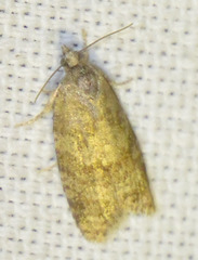 Cnephasia incertana