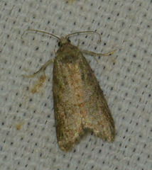 Cnephasia incertana