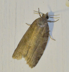 Cnephasia incertana