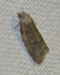 Cnephasia incertana
