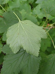 Ribes spicatum