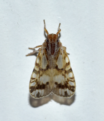 Bothriocera drakei