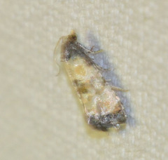 Neocochylis dubitana